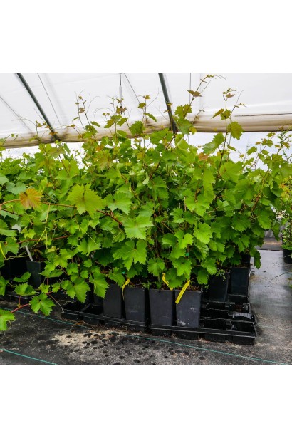 Саженцы винограда сорта Айвенго в садовом центре.